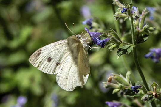 Small white (Pieris rapae), perched on a catnip flower, Baden-W&uuml;rttemberg, Germany