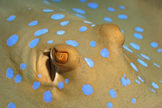 Eye, Blue-spotted stingray (Taeniura lymma), detail, Gota Abu Ramada, Hurghada, Egypt
