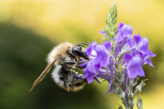 Macro photograph: Hairy-Footed Flower Bee (Anthophora plumipes) on a purple flower of the toadflax, Bavaria, Germany