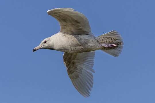 The two-year-old glaucous gull (Larus hyperboreus) is easily recognised by its two-coloured beak, which is an important identifying feature, vagrant, rarity, juvenile plumage, May, Denmark