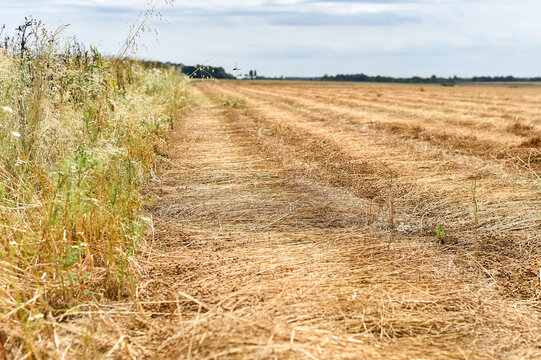 Windrows of harvested rapeseed dry in an agricultural field in France next to an unharvested crop border. The swathed golden stalks lie in parallel rows during harvest season.
