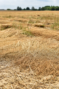 A close-up view shows windrows of cut rapeseed drying on the ground in an agricultural field in France. The golden stalks lie in rows across the rural farmland landscape.