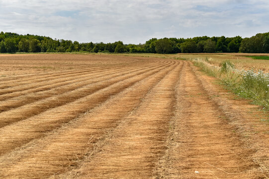 Windrows of harvested rapeseed dry in a large agricultural field in France. The swathed golden crop forms curved parallel rows leading toward a distant line of trees.