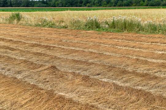 Windrows of harvested rapeseed dry in an agricultural field in France. The swathed golden crop lies in parallel rows across the rural farmland landscape.