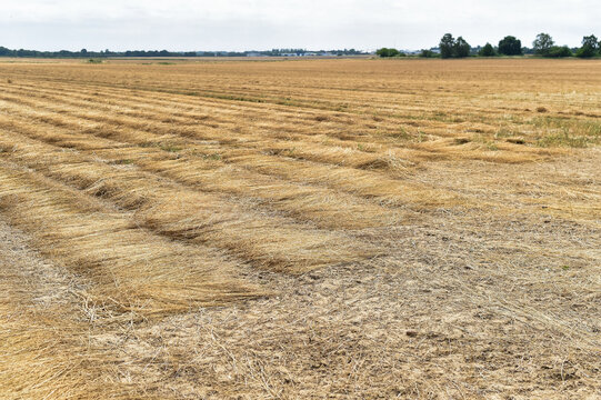 Windrows of harvested rapeseed dry in a vast agricultural field in France. The parallel rows of dry crop cover the farmlands under a bright summer sky.