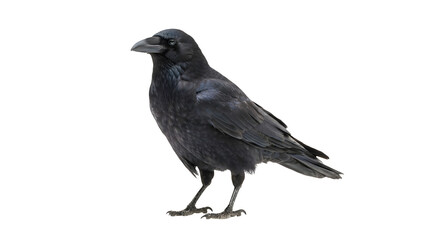 Black raven perched isolated on a white background. Full length side profile view of a wild black crow bird with dark plumage and sharp beak. © Black