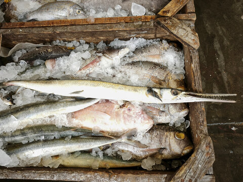Garfish needlefish displayed at a market with elongated body, sharp beak, and pale silvery skin, surrounded by other fish.