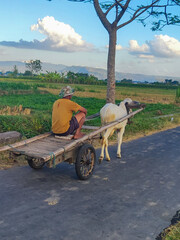 Rear view of a local farmer riding a traditional wooden ox cart pulled by a white cow on a rural village road near green rice fields. © Isman