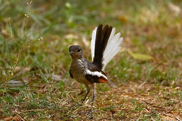 Fototapeta premium Robin in forest