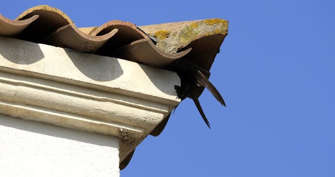 Common swifts,  (Apus apus), coming back to the nest under tiled roof. France.