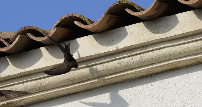 Common swifts,  (Apus apus), coming back to the nest under tiled roof. France.