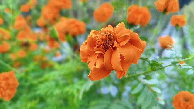 Orange Marigold Flower Close Up Blooming in Garden, Natural Background with Copy Space