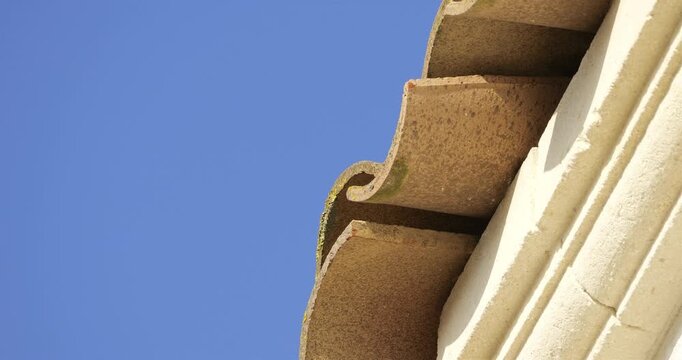 Common swifts,  (Apus apus), coming back to the nest under tiled roof. France.