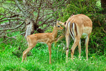 Impala mother and fawn grazing together in the lush green savanna, South Africa © Roger