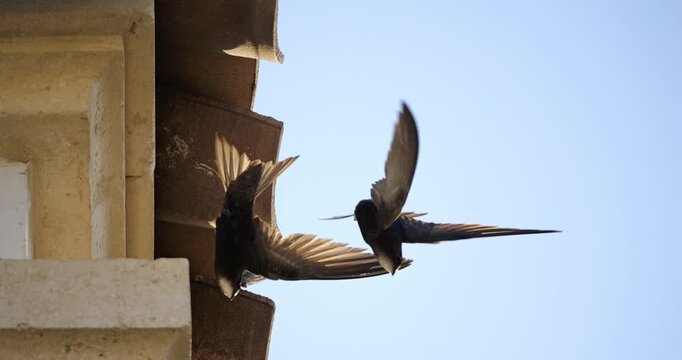 Common swifts,  (Apus apus), coming back to the nest under tiled roof. France.