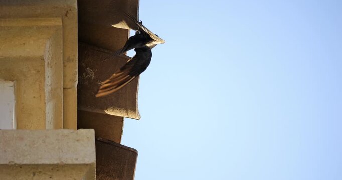 Common swifts,  (Apus apus), coming back to the nest under tiled roof. France.