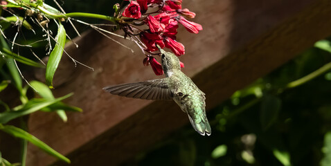 Anna's hummingbird flying getting nectar from a red flower  © Yifeng