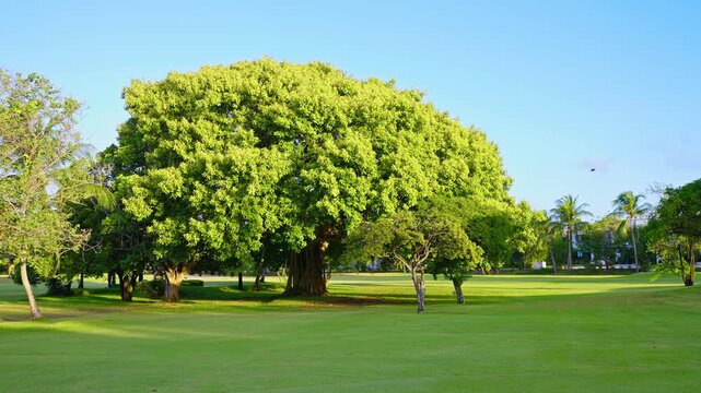 Picturesque golf course with lush green trees. Panoramic views of the fairway. Tree crown against the sky. Lawn with short-cut grass. Beautiful evening landscape of a golf club with rich green turf.