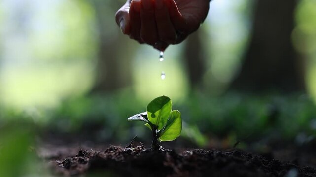 Watering young tree seedling by hand in nature, environmental conservation concept