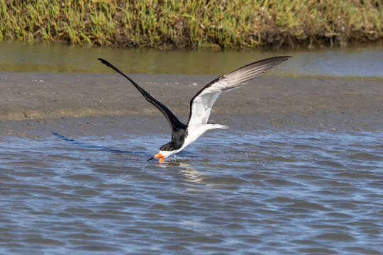 black skimmer flying across the water surface 