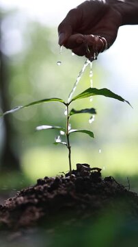 Watering young tree seedling by hand in nature, environmental conservation concept