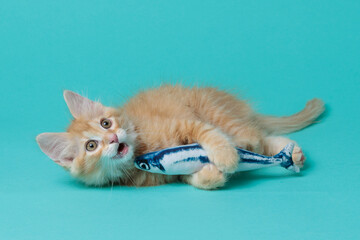 kitten © aaali