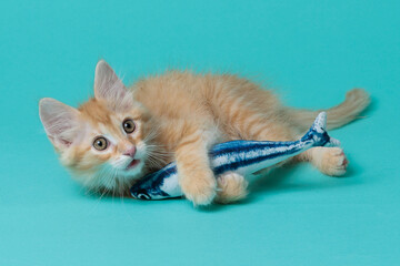 kitten © aaali