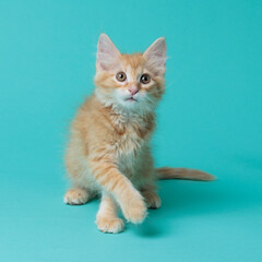 kitten © aaali