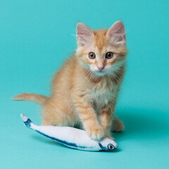 kitten © aaali