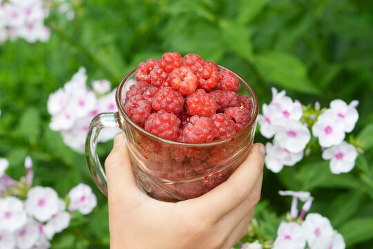 Raspberries in hand with glass cup