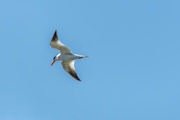 Obraz premium Caspian tern flying in the sky 