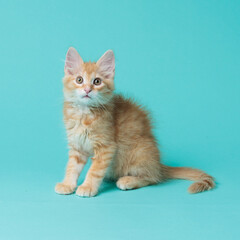 kitten © aaali