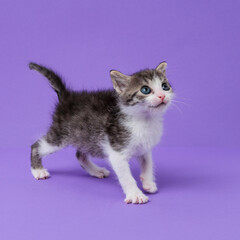 kitten © aaali