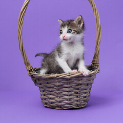 kitten © aaali