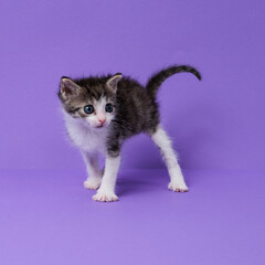 kitten © aaali