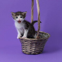 kitten © aaali