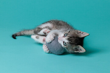 kitten © aaali