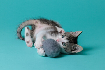 kitten © aaali