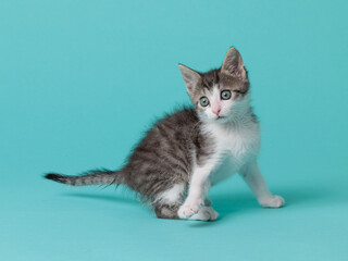 kitten © aaali