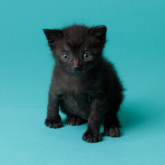 kitten © aaali