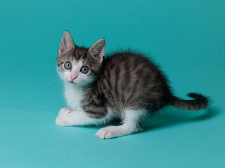 kitten © aaali