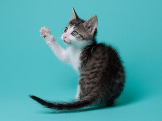 kitten © aaali