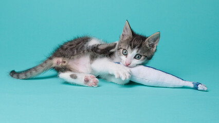 kitten © aaali