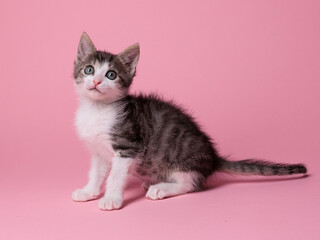 kitten © aaali