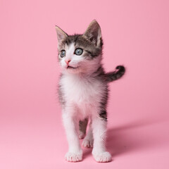 kitten © aaali