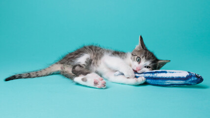 kitten © aaali