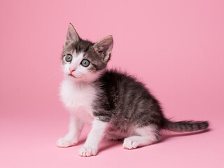 kitten © aaali