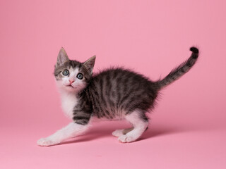 kitten © aaali