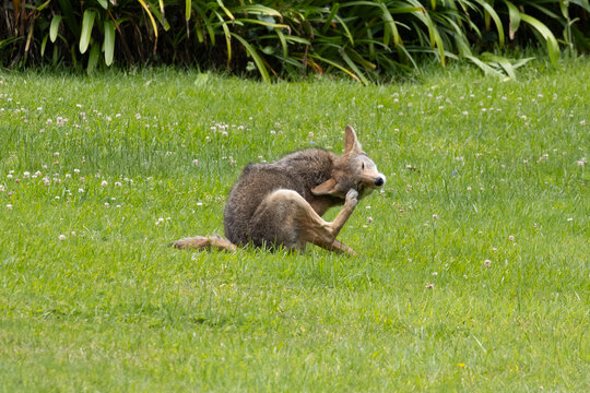 coyote sitting on the grass scratching its head 