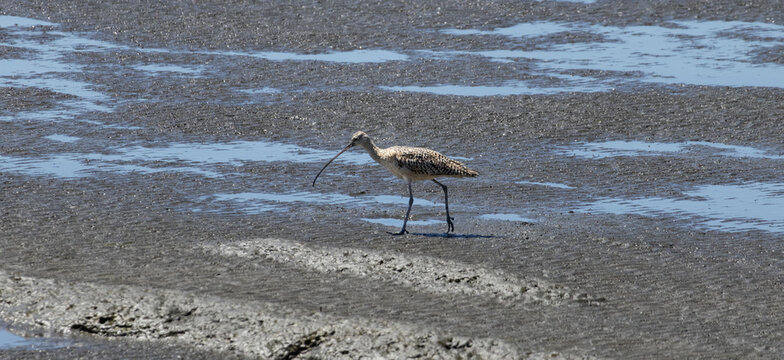 long-billed curlew standing on the marsh looking for food 